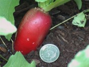 A photo of a large radish with an ajacent quarter coin for perspective